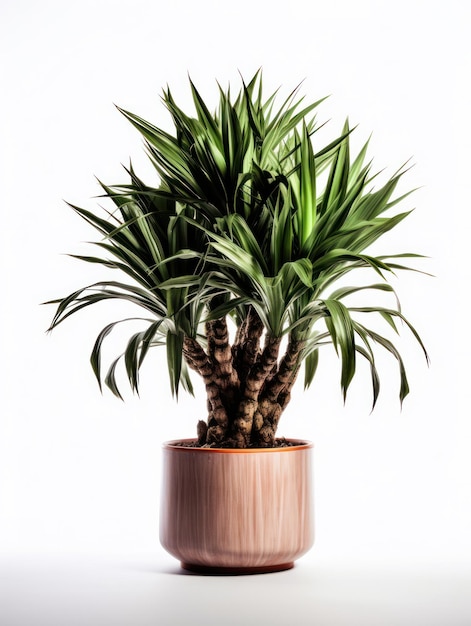 Dracaena Studioaufnahme isoliert auf klarem Hintergrund, generative KI