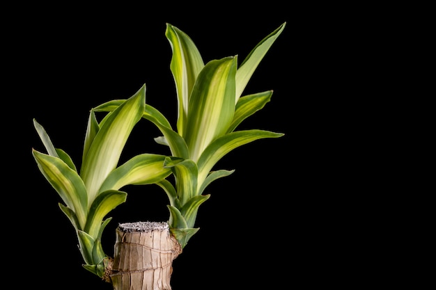 Dracaena tree o Dracaena fragrans en maceta de plástico negro