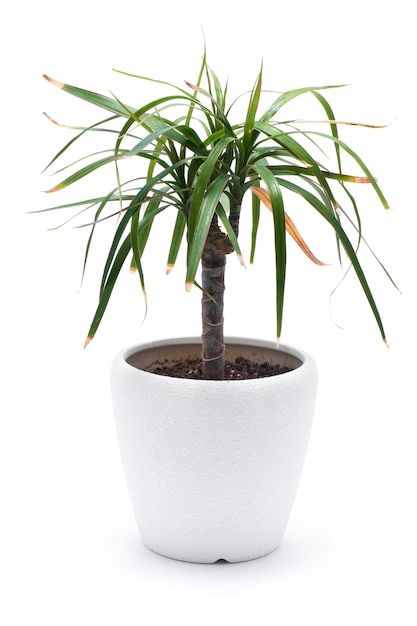 Dracaena Zimmerpflanze in einem Topf isoliert auf weißem Hintergrund