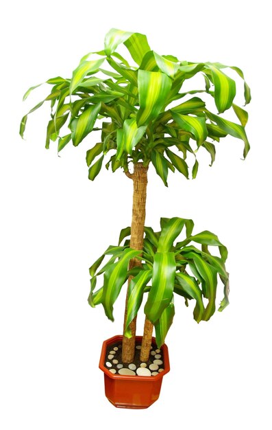 Dracaena