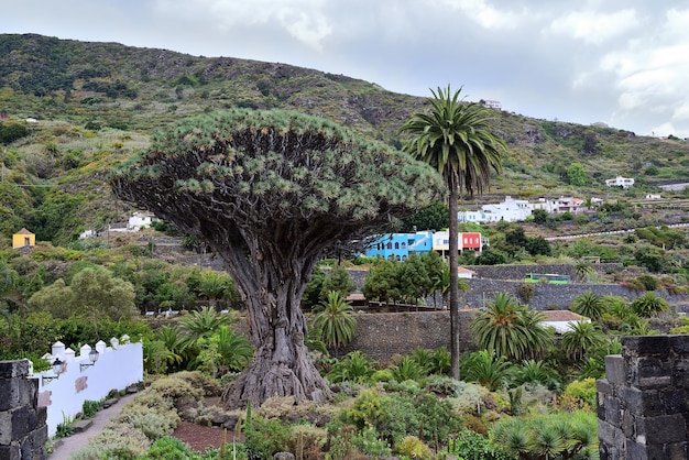 Foto dracena dragotenerife