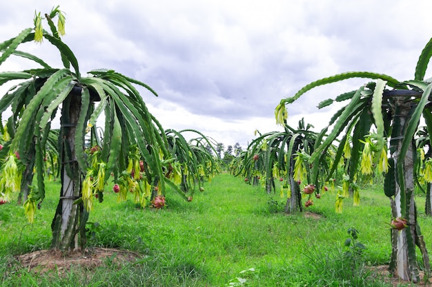 Drachefruchtfeld oder Landschaft von Pitahaya-Feld.