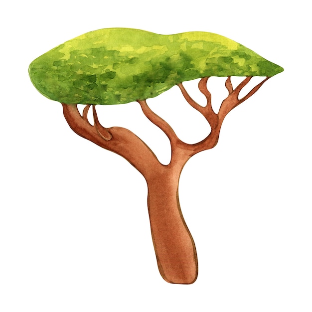 Drachenblutbaum-Aquarellillustration lokalisiert auf weißem Hintergrund