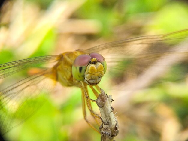 Foto drachenfliege