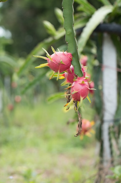 Drachenfrucht an Pflanze, Raw Pitaya Frucht am Baum, Eine Pitaya oder Pitahaya ist die Frucht von mehreren Kakteenarten, die in Amerika beheimatet sind