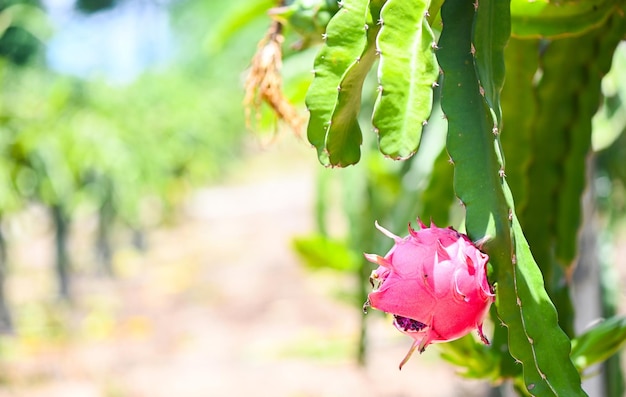 Drachenfrucht auf dem Drachenfruchtbaum, der im Sommer auf der Landwirtschaftsfarm auf der asiatischen Pitahaya-Plantage Drachenfrucht in Thailand auf die Ernte wartet