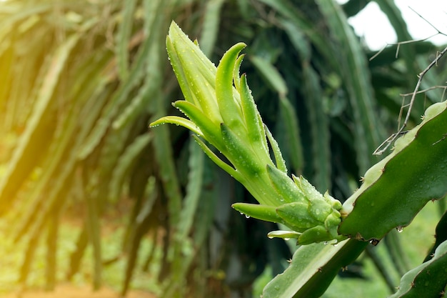 Drachenfrucht auf Pflanze im Bauernhof