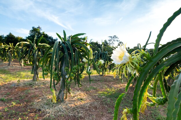 Drachenfrucht auf Pflanze, Raw Pitaya Frucht auf Baum Es ist beliebte Plantage in Südostasien