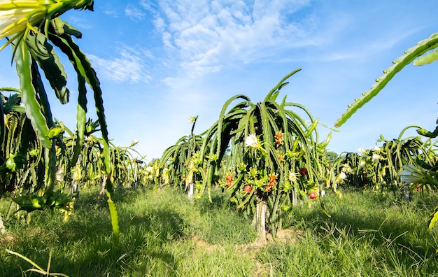 Drachenfrucht auf Pflanze