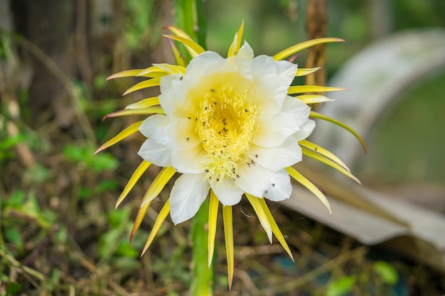 Drachenfrucht-Blumenblühen