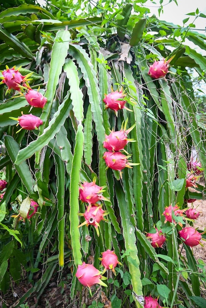 Drachenfrucht der Pitahaya-Plantage in Thailand im Sommer Drachenfrucht auf dem Drachenfruchtbaum wartet auf die Ernte in der Landwirtschaftsfarm in Asien