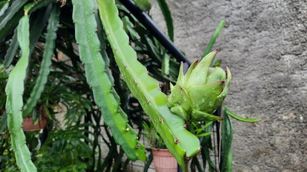 Drachenfrucht, die noch grün ist und Früchte trägt