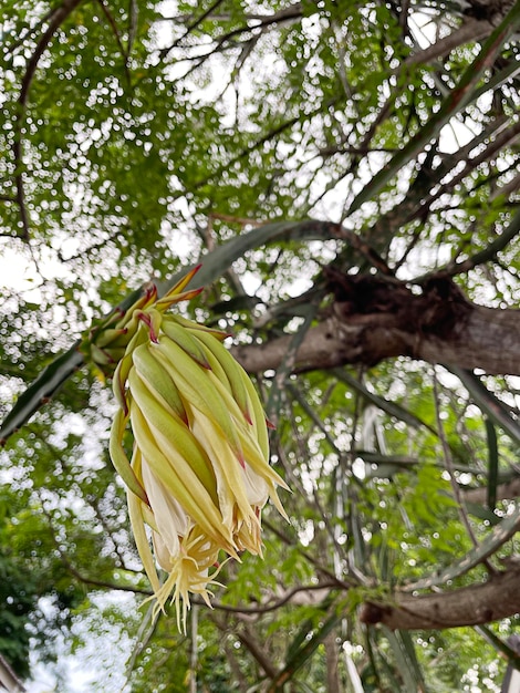 Foto drachenfruchtblume im garten