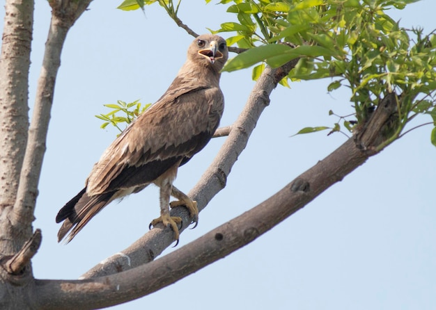 Foto drachenvogel sitzt auf einem baum