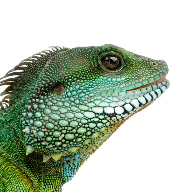 Foto dragão barbudo em branco