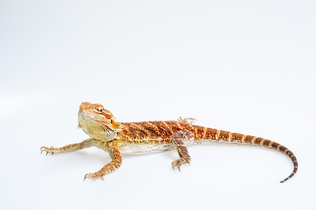 Dragão barbudo em fundo branco