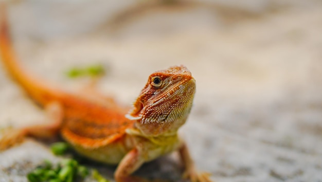 Dragão barbudo Pogona Vitticeps é lagarto australiano com close-up