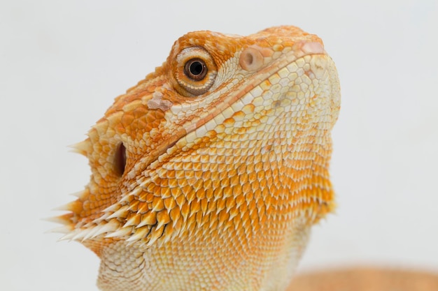 Dragão barbudo Pogona vitticeps isolado em um fundo branco