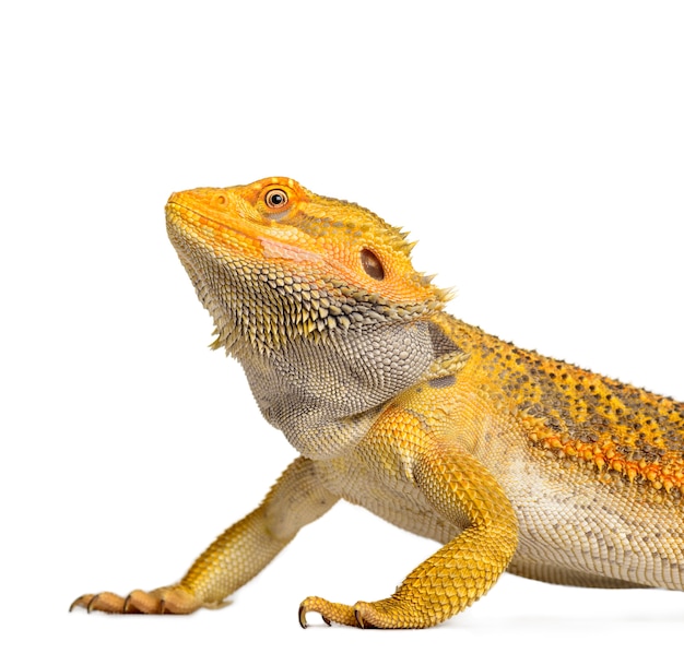 Dragão barbudo pogona