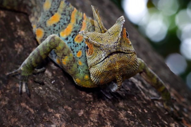 Dragão da floresta do lagarto principal do close up com fundo preto