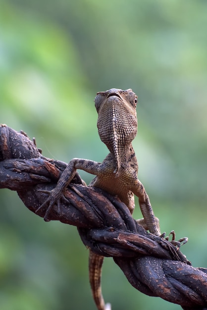 Foto dragão da floresta feminino em um galho de árvore