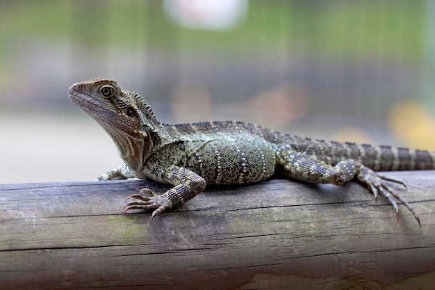 Dragão de água oriental na floresta