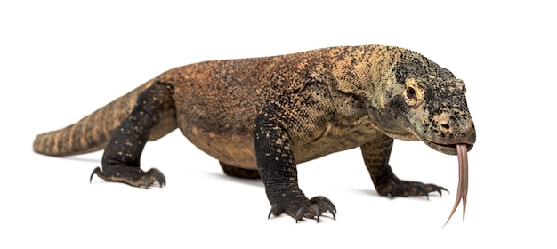 Dragão de Komodo caminhando e mostrando a língua, isolado no branco (4 anos)