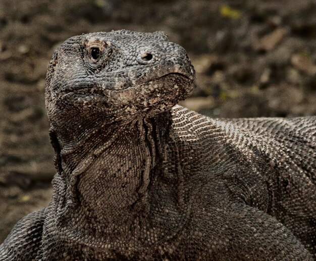 Foto dragão de komodo em sua natureza ilhas komodo indonésia