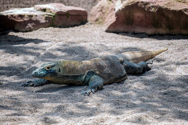 Dragão de komodo (varanus komodoensis) no bioparc em fuengirola