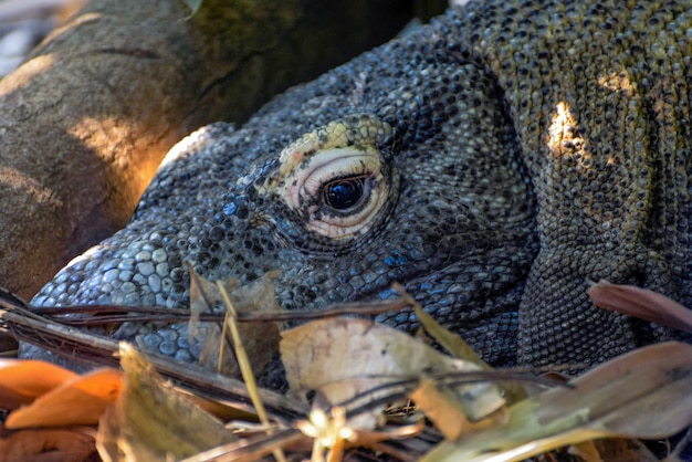 Dragão de Komodo Varanus komodoensis