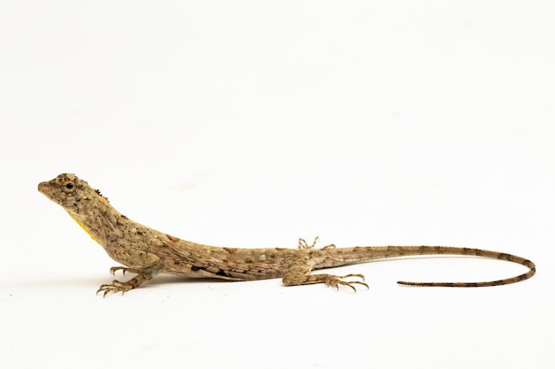 Foto dragão voador ou lagarto voador draco volans isolado no fundo branco