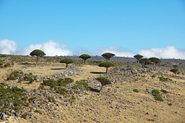 Drago árbol de sangre en la meseta de Homhil isla de Socotra océano Índico Yemen