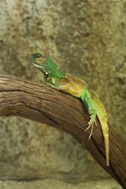 Dragón de agua chino (Physignathus cocincinus), Dragón de agua tailandés y Dragón de agua verde