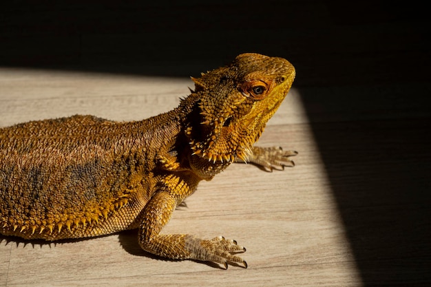 Dragon barbudo. Agamma barbudo. Reptil en casa tomando el sol