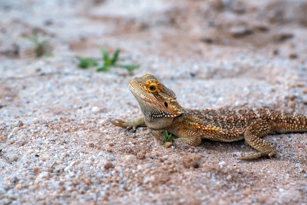 Dragón barbudo en la arena