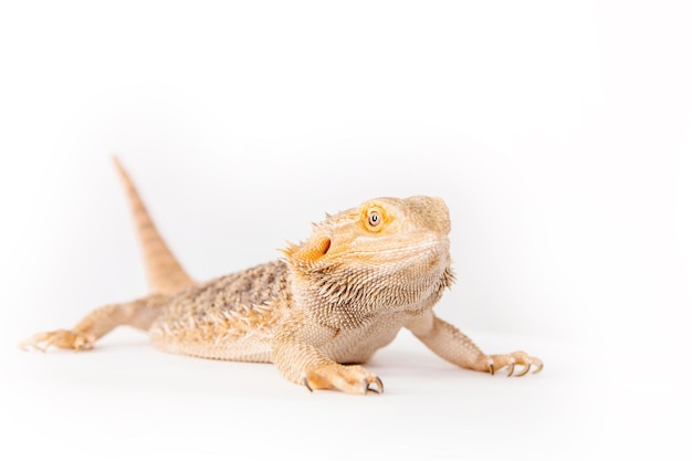 Un dragón barbudo está sentado sobre un fondo blanco.