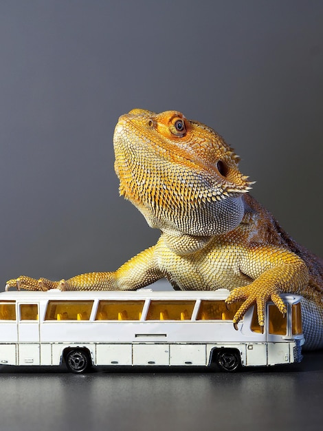 Dragón barbudo lagarto amarillo y el modelo de autobús blanco sobre fondo gris neutro