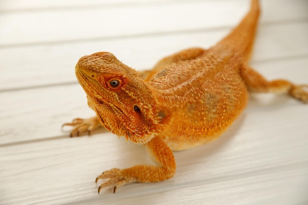 dragón barbudo naranja lagarto impermeable sobre un fondo borroso claro