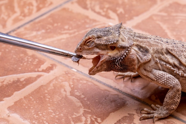 Un dragón barbudo (Pogona sp) comiendo grillo.