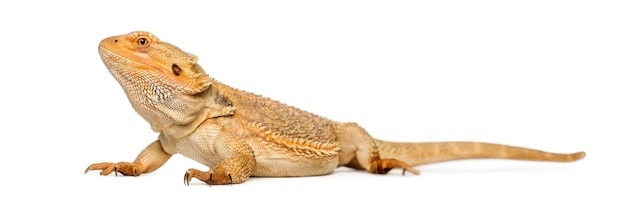 Dragón barbudo, Pogona vitticeps, aislado en blanco