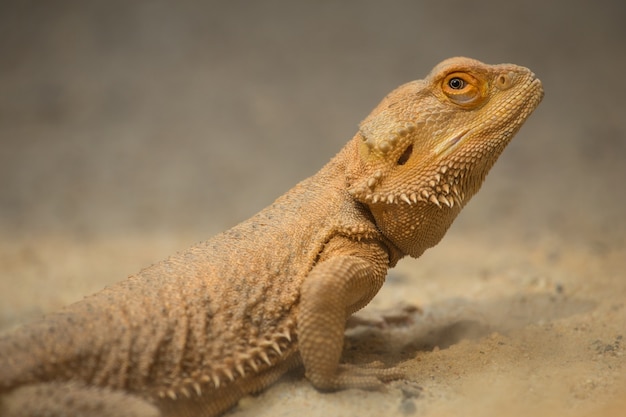 Dragón barbudo (Pogona vitticeps)