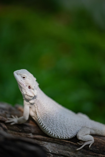 Dragón barbudo en el suelo con fondo borroso