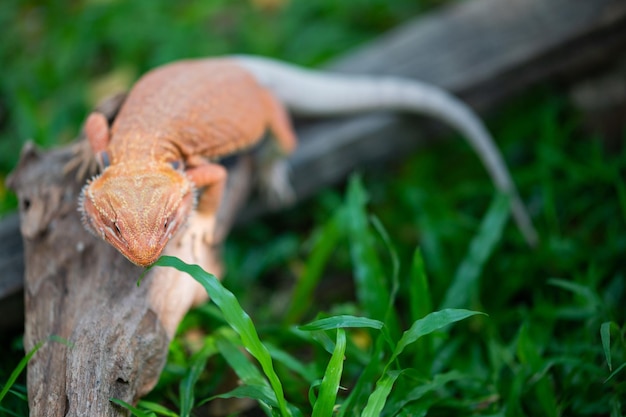 Dragón barbudo en el suelo con fondo borroso