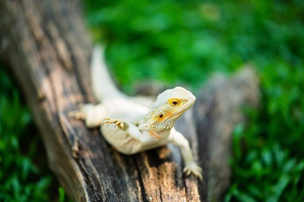 Dragón barbudo en el suelo con fondo borroso