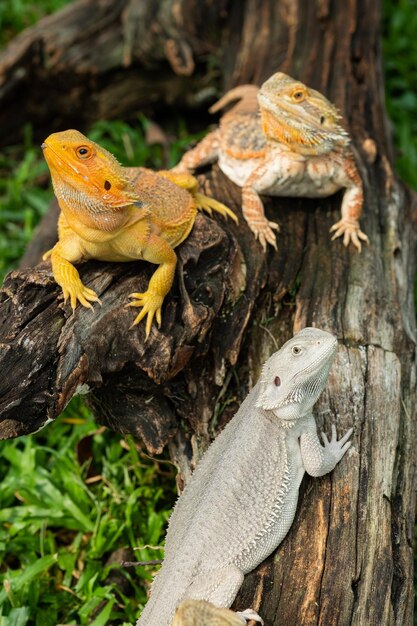 Dragón barbudo en el suelo con fondo borroso