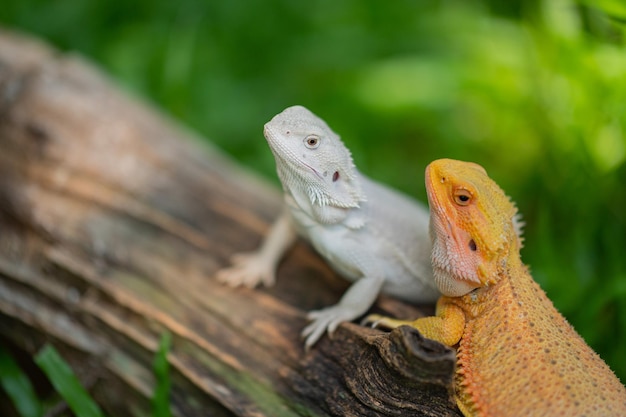 Dragón barbudo en el suelo con fondo borroso