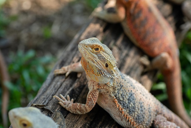 Dragón barbudo en el suelo con fondo borroso