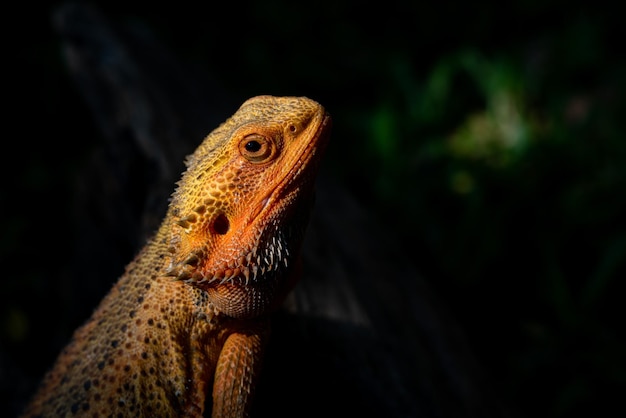 Dragón barbudo en el suelo con fondo borroso