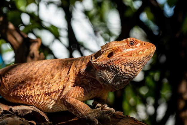 Dragón barbudo en el suelo con fondo borroso