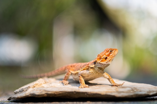 Dragón barbudo en el suelo con fondo borroso